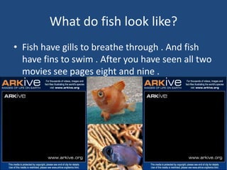 What do fish look like?Fish have gills to breathe through . And fish have fins to swim . After you have seen all two  movies see pages eight and nine . 