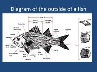 Diagram of the outside of a fish