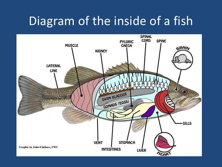 Fish puffer fish diagram 