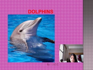 Dolphins By : J.E.C. 