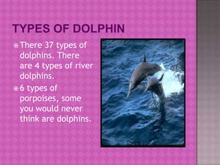 Types of dolphin,[object Object],There 37 types of dolphins. There are 4 types of river dolphins.,[object Object],6 types of porpoises, some you would never think are dolphins.,[object Object]