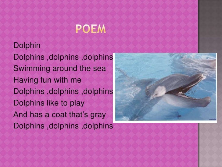 Dolphins Dolphins