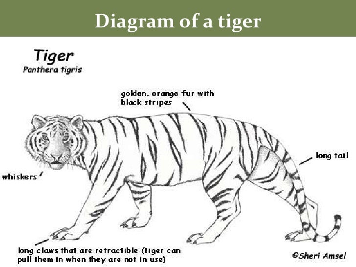 tigers