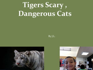 Tigers Scary ,
Dangerous Cats
By J.L.
 