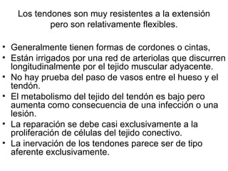 Los tendones son muy resistentes a la extensión pero son relativamente flexibles. Generalmente tienen formas de cordones o cintas,  Están irrigados por una red de arteriolas que discurren longitudinalmente por el tejido muscular adyacente.  No hay prueba del paso de vasos entre el hueso y el tendón.  El metabolismo del tejido del tendón es bajo pero aumenta como consecuencia de una infección o una lesión.  La reparación se debe casi exclusivamente a la proliferación de células del tejido conectivo.  La inervación de los tendones parece ser de tipo aferente exclusivamente. 
