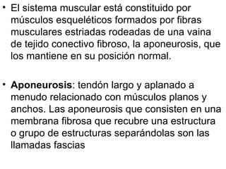 El sistema muscular está constituido por músculos esqueléticos formados por fibras musculares estriadas rodeadas de una vaina de tejido conectivo fibroso, la aponeurosis, que los mantiene en su posición normal.  Aponeurosis : tendón largo y aplanado a menudo relacionado con músculos planos y anchos. Las aponeurosis que consisten en una membrana fibrosa que recubre una estructura o grupo de estructuras separándolas son las llamadas fascias  