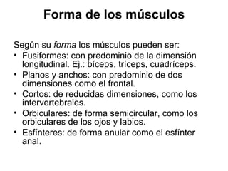Forma de los músculos Según su  forma  los músculos pueden ser: Fusiformes: con predominio de la dimensión longitudinal. Ej.: bíceps, tríceps, cuadríceps. Planos y anchos: con predominio de dos dimensiones como el frontal. Cortos: de reducidas dimensiones, como los intervertebrales. Orbiculares: de forma semicircular, como los orbiculares de los ojos y labios. Esfínteres: de forma anular como el esfínter anal. 