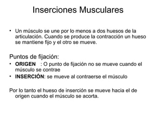 Inserciones Musculares Un músculo se une por lo menos a dos huesos de la articulación. Cuando se produce la contracción un hueso se mantiene fijo y el otro se mueve. Puntos de fijación: ORIGEN : O punto de fijación no se mueve cuando el músculo se contrae INSERCIÓN : se mueve al contraerse el músculo Por lo tanto el hueso de inserción se mueve hacia el de origen cuando el músculo se acorta. 