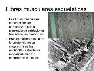 Fibras musculares esqueléticas  Las fibras musculares esqueléticas se caracterizan por la presencia de estriaciones transversales periódicas.  Esta estriación resulta de la existencia en su citoplasma de las miofibrillas estructuras responsables de la contracción muscular. 