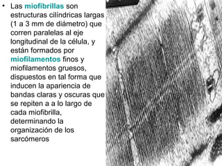 Las  miofibrillas  son estructuras cilíndricas largas (1 a 3 mm de diámetro) que corren paralelas al eje longitudinal de la célula, y están formados por  miofilamentos  finos y miofilamentos gruesos, dispuestos en tal forma que inducen la apariencia de bandas claras y oscuras que se repiten a a lo largo de cada miofibrilla, determinando la organización de los sarcómeros  