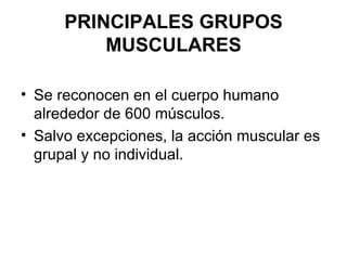 PRINCIPALES GRUPOS MUSCULARES Se reconocen en el cuerpo humano alrededor de 600 músculos.  Salvo excepciones, la acción muscular es grupal y no individual. 