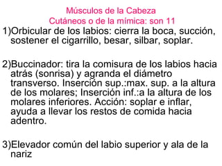 Músculos de la Cabeza  Cutáneos o de la mímica: son 11 1)Orbicular de los labios: cierra la boca, succión, sostener el cigarrillo, besar, silbar, soplar. 2)Buccinador: tira la comisura de los labios hacia atrás (sonrisa) y agranda el diámetro transverso. Inserción sup.:max. sup. a la altura de los molares; Inserción inf.:a la altura de los molares inferiores. Acción: soplar e inflar, ayuda a llevar los restos de comida hacia adentro. 3)Elevador común del labio superior y ala de la nariz 