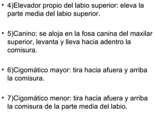 4)Elevador propio del labio superior: eleva la parte media del labio superior. 5)Canino: se aloja en la fosa canina del maxilar superior, levanta y lleva hacia adentro la comisura. 6)Cigomático mayor: tira hacia afuera y arriba la comisura. 7)Cigomático menor: tira hacia afuera y arriba la comisura de la parte media del labio. 
