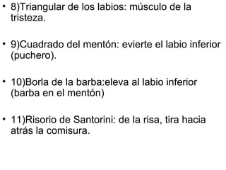 8)Triangular de los labios: músculo de la tristeza. 9)Cuadrado del mentón: evierte el labio inferior (puchero). 10)Borla de la barba:eleva al labio inferior (barba en el mentón) 11)Risorio de Santorini: de la risa, tira hacia atrás la comisura. 