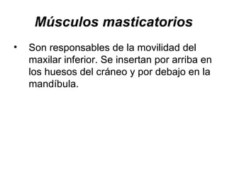 Músculos masticatorios Son responsables de la movilidad del maxilar inferior. Se insertan por arriba en los huesos del cráneo y por debajo en la mandíbula. 