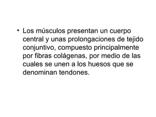 Los músculos presentan un cuerpo central y unas prolongaciones de tejido  conjuntivo, compuesto principalmente por fibras colágenas, por medio de las cuales se unen a los huesos que se denominan tendones. 