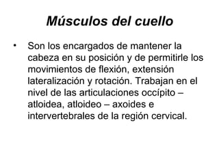 Músculos del cuello Son los encargados de mantener la cabeza en su posición y de permitirle los movimientos de flexión, extensión lateralización y rotación. Trabajan en el nivel de las articulaciones occípito – atloidea, atloideo – axoides e intervertebrales de la región cervical. 