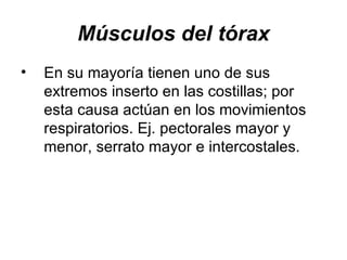 Músculos del tórax En su mayoría tienen uno de sus extremos inserto en las costillas; por esta causa actúan en los movimientos respiratorios. Ej. pectorales mayor y menor, serrato mayor e intercostales. 