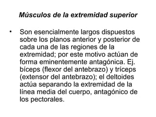 Músculos de la extremidad superior Son esencialmente largos dispuestos sobre los planos anterior y posterior de cada una de las regiones de la extremidad; por este motivo actúan de forma eminentemente antagónica. Ej. bíceps (flexor del antebrazo) y tríceps (extensor del antebrazo); el deltoides actúa separando la extremidad de la línea media del cuerpo, antagónico de los pectorales. 