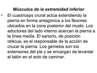Músculos de la extremidad inferior El cuadriceps crural actúa extendiendo la pierna en forma antagónica a los flexores ubicados en la zona posterior del muslo. Los aductores del lado interno acercan la pierna a la línea media. El sartorio, de posición oblicua, es el responsable de la acción de cruzar la pierna. Los gemelos son los extensores del pie y se encargan de levantar el talón en el acto de caminar. 