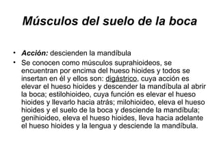Músculos del suelo de la boca Acción:  descienden la mandíbula Se conocen como músculos suprahioideos, se encuentran por encima del hueso hioides y todos se insertan en él y ellos son:  digástrico , cuya acción es elevar el hueso hioides y descender la mandíbula al abrir la boca; estilohioideo, cuya función es elevar el hueso hioides y llevarlo hacia atrás; milohioideo, eleva el hueso hioides y el suelo de la boca y desciende la mandíbula; genihioideo, eleva el hueso hioides, lleva hacia adelante el hueso hioides y la lengua y desciende la mandíbula. 