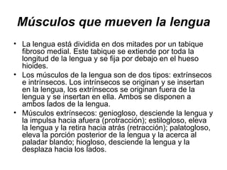 Músculos que mueven la lengua La lengua está dividida en dos mitades por un tabique fibroso medial. Este tabique se extiende por toda la longitud de la lengua y se fija por debajo en el hueso hioides.  Los músculos de la lengua son de dos tipos: extrínsecos e intrínsecos. Los intrínsecos se originan y se insertan en la lengua, los extrínsecos se originan fuera de la lengua y se insertan en ella. Ambos se disponen a ambos lados de la lengua.  Músculos extrínsecos: geniogloso, desciende la lengua y la impulsa hacia afuera (protracción); estilogloso, eleva la lengua y la retira hacia atrás (retracción); palatogloso, eleva la porción posterior de la lengua y la acerca al paladar blando; hiogloso, desciende la lengua y la desplaza hacia los lados. 