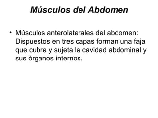 Músculos del Abdomen Músculos anterolaterales del abdomen: Dispuestos en tres capas forman una faja que cubre y sujeta la cavidad abdominal y sus órganos internos. 