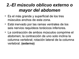 2.-El músculo oblicuo externo o mayor del abdomen Es el más grande y superficial de los tres músculos anchos de esta zona.  Está inervado por las ramas ventrales de los seis nervios raquídeos torácicos inferiores.  La contracción de ambos músculos comprime el abdomen; la contracción de uno solo inclina la columna vertebral; rotación lateral de la columna vertebral.  (externo) 