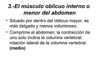 3.-El músculo oblicuo interno o  menor del abdomen Situado por dentro del oblicuo mayor, es más delgado y menos voluminoso.  Comprime el abdomen; la contracción de uno solo inclina la columna vertebral; rotación lateral de la columna vertebral.  (medio) 