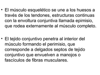 El músculo esquelético se une a los huesos a través de los tendones, estructuras continuas con la envoltura conjuntiva llamada epimisio, que rodea externamente al músculo completo.  El tejido conjuntivo penetra al interior del músculo formando el perimisio, que corresponde a delgados septos de tejido conjuntivo que envuelven a manojos o fascículos de fibras musculares.  