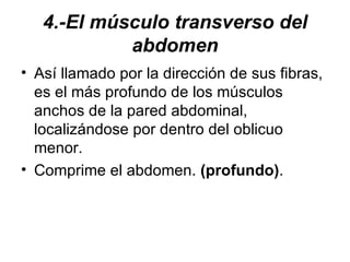 4.-El músculo transverso del abdomen Así llamado por la dirección de sus fibras, es el más profundo de los músculos anchos de la pared abdominal, localizándose por dentro del oblicuo menor.  Comprime el abdomen.  (profundo) . 