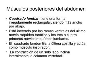 Músculos posteriores del abdomen Cuadrado lumbar : tiene una forma irregularmente rectangular, siendo más ancho por abajo.  Está inervado por las ramas ventrales del último nervio raquídeo torácico y los tres o cuatro primeros nervios raquídeos lumbares.  El  cuadrado lumbar fija la última costilla y actúa como músculo inspirador. La contracción de un solo lado inclina lateralmente la columna vertebral. 