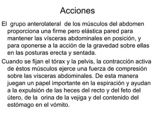 Acciones El  grupo anterolateral  de los músculos del abdomen proporciona una firme pero elástica pared para mantener las vísceras abdominales en posición, y para oponerse a la acción de la gravedad sobre ellas en las posturas erecta y sentada.  Cuando se fijan el tórax y la pelvis, la contracción activa de éstos músculos ejerce una fuerza de compresión sobre las vísceras abdominales. De esta manera juegan un papel importante en la espiración y ayudan a la expulsión de las heces del recto y del feto del útero, de la  orina de la vejiga y del contenido del estómago en el vómito. 