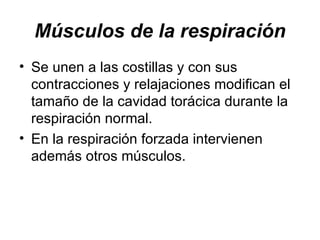 Músculos de la respiración Se unen a las costillas y con sus contracciones y relajaciones modifican el tamaño de la cavidad torácica durante la respiración normal.  En la respiración forzada intervienen además otros músculos. 