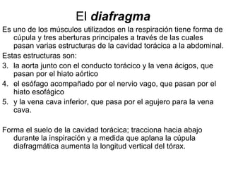 El  diafragma Es uno de los músculos utilizados en la respiración tiene forma de cúpula y tres aberturas principales a través de las cuales pasan varias estructuras de la cavidad torácica a la abdominal.  Estas estructuras son:  la aorta junto con el conducto torácico y la vena ácigos, que pasan por el hiato aórtico el esófago acompañado por el nervio vago, que pasan por el hiato esofágico  y la vena cava inferior, que pasa por el agujero para la vena cava.  Forma el suelo de la cavidad torácica; tracciona hacia abajo durante la inspiración y a medida que aplana la cúpula diafragmática aumenta la longitud vertical del tórax. 