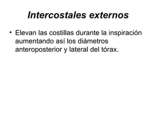 Intercostales externos Elevan las costillas durante la inspiración aumentando así los diámetros anteroposterior y lateral del tórax.  