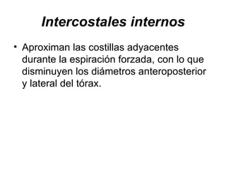 Intercostales internos Aproximan las costillas adyacentes durante la espiración forzada, con lo que disminuyen los diámetros anteroposterior y lateral del tórax. 