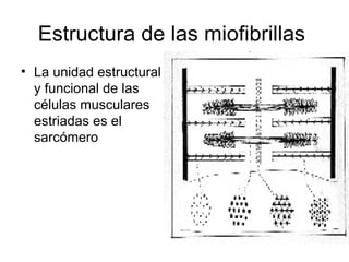 Estructura de las miofibrillas  La unidad estructural y funcional de las células musculares estriadas es el sarcómero  