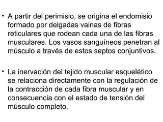 A partir del perimisio, se origina el endomisio formado por delgadas vainas de fibras reticulares que rodean cada una de las fibras musculares. Los vasos sanguíneos penetran al músculo a través de estos septos conjuntivos. La inervación del tejido muscular esquelético se relaciona directamente con la regulación de la contracción de cada fibra muscular y en consecuencia con el estado de tensión del músculo completo. 