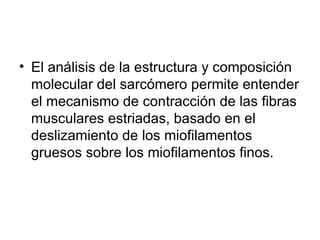 El análisis de la estructura y composición molecular del sarcómero permite entender el mecanismo de contracción de las fibras musculares estriadas, basado en el deslizamiento de los miofilamentos gruesos sobre los miofilamentos finos. 