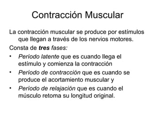 Contracción Muscular La contracción muscular se produce por estímulos que llegan a través de los nervios motores.  Consta de   tres  fases:   Período latente  que es cuando llega el estímulo y comienza la contracción Período de contracción  que es cuando se produce el acortamiento muscular y  Período de relajación  que es cuando el músculo retoma su longitud original.  