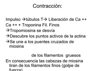 Contracción: Impulso   túbulos T   Liberación de Ca ++   Ca ++ + Troponina Fil. Finos   Tropomiosina se desvía   Descubre los puntos   activos de la actina Se une a los puentes   cruzados de miosina  de los filamentos  gruesos   En consecuencia las cabezas de miosina tiran de los filamentos finos (golpe de fuerza) 