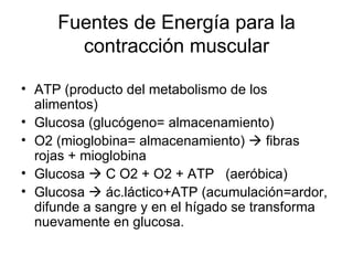 Fuentes de Energía para la contracción muscular ATP (producto del metabolismo de los alimentos) Glucosa (glucógeno= almacenamiento) O2 (mioglobina= almacenamiento)    fibras rojas + mioglobina Glucosa    C O2 + O2 + ATP  (aeróbica) Glucosa    ác.láctico+ATP (acumulación=ardor, difunde a sangre y en el hígado se transforma nuevamente en glucosa. 