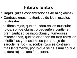 Fibras lentas Rojas   (altas concentraciones de mioglobina) Contracciones mantenidas de los músculos posturales Las fibras rojas, que abundan en los músculos rojos, son de diámetro pequeño y contienen gran cantidad de mioglobina y numerosas mitocondrias, que se disponen en filas entre las miofibrillas y en acúmulos por debajo del sarcolema. Los músculos rojos se contraen más lentamente, por lo que se ha asumido que la fibra roja es una fibra lenta. 