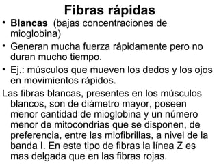 Fibras rápidas Blancas   (bajas concentraciones de mioglobina) Generan mucha fuerza rápidamente pero no duran mucho tiempo.  Ej.: músculos que mueven los dedos y los ojos en movimientos rápidos. Las fibras blancas, presentes en los músculos blancos, son de diámetro mayor, poseen menor cantidad de mioglobina y un número menor de mitocondrias que se disponen, de preferencia, entre las miofibrillas, a nivel de la banda I. En este tipo de fibras la línea Z es mas delgada que en las fibras rojas.  