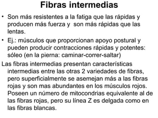 Fibras intermedias Son más resistentes a la fatiga que las rápidas y producen más fuerza y  son más rápidas que las lentas.  Ej.: músculos que proporcionan apoyo postural y pueden producir contracciones rápidas y potentes: sóleo (en la pierna: caminar-correr-saltar) Las fibras intermedias presentan características intermedias entre las otras 2 variedades de fibras, pero superficialmente se asemejan más a las fibras rojas y son mas abundantes en los músculos rojos. Poseen un número de mitocondrias equivalente al de las fibras rojas, pero su línea Z es delgada como en las fibras blancas. 