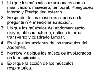 Ubique los músculos relacionados con la masticación: masetero, temporal, Pterigoideo interno y Pterigoideo externo. Respecto de los músculos citados en la pregunta nº4 mencione su acción. Ubique los músculos del abdomen: recto mayor, oblícuo externo, oblícuo interno, transverso y cuadrado lumbar. Explique las acciones de los músculos del abdomen.  Nombre y ubique los músculos involucrados en la respiración. Explique la acción de los músculos respiratorios. 
