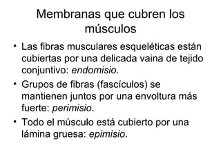Membranas que cubren los músculos Las fibras musculares esqueléticas están cubiertas por una delicada vaina de tejido conjuntivo:  endomisio .  Grupos de fibras (fascículos) se mantienen juntos por una envoltura más fuerte:  perimisio .  Todo el músculo está cubierto por una lámina gruesa:  epimisio . 