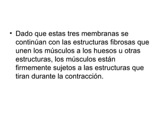 Dado que estas tres membranas se continúan con las estructuras fibrosas que unen los músculos a los huesos u otras estructuras, los músculos están firmemente sujetos a las estructuras que tiran durante la contracción. 