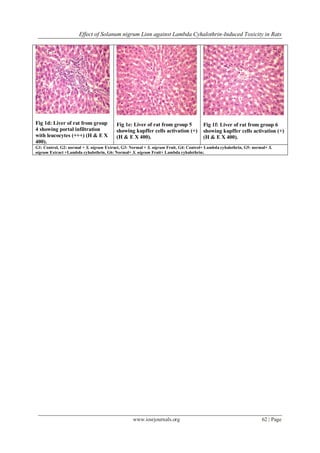 Effect of Solanum nigrum Linn against Lambda Cyhalothrin-Induced Toxicity in Rats
www.iosrjournals.org 62 | Page
Fig 1d: Liver of rat from group
4 showing portal infiltration
with leucocytes (+++) (H & E X
400).
Fig 1e: Liver of rat from group 5
showing kupffer cells activation (+)
(H & E X 400).
Fig 1f: Liver of rat from group 6
showing kupffer cells activation (+)
(H & E X 400).
G1: Control, G2: normal + S. nigrum Extract, G3: Normal + S. nigrum Fruit, G4: Control+ Lambda cyhalothrin, G5: normal+ S.
nigrum Extract +Lambda cyhalothrin, G6: Normal+ S. nigrum Fruit+ Lambda cyhalothrin;
 